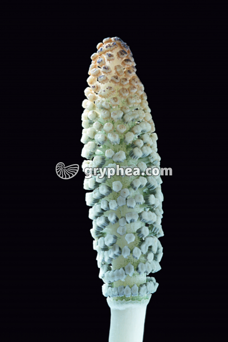 Grande Prêle - épi sporifère (ou strobile) à l'extrémité d'un axe fertile - (Equisetum telmateia) - gryphea.com